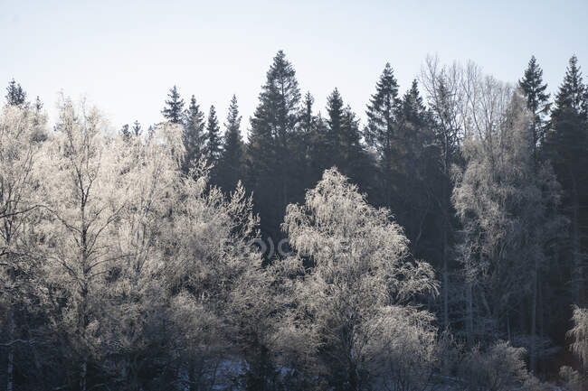 Живописный вид на деревья и зиму — стоковое фото