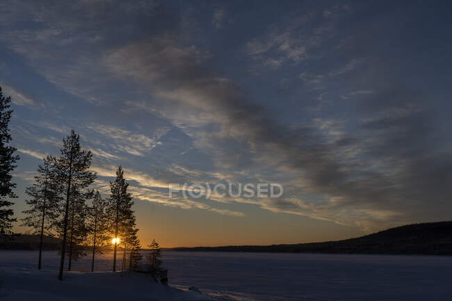 Vista panoramica degli alberi al tramonto — Foto stock