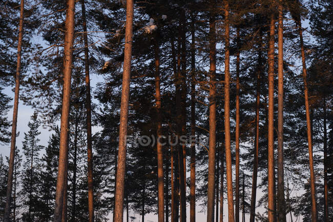Сценический вид стволов деревьев — стоковое фото