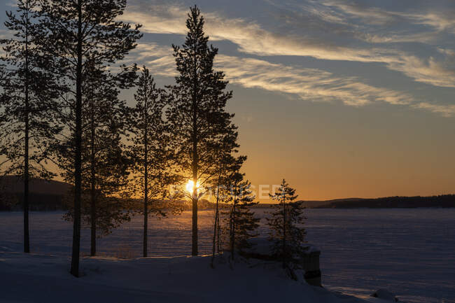Vista panorâmica das árvores ao pôr do sol — Fotografia de Stock