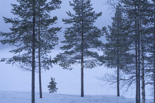 Vista panorámica de los árboles y la nieve - foto de stock
