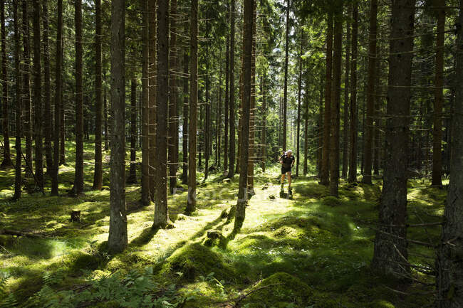 Mature man walking on trail through forest — Foto stock