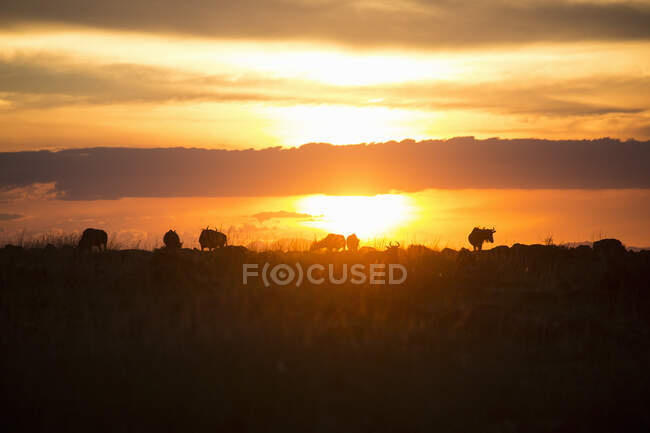 Pâturage de gnous au coucher du soleil à Kwazulu-Natal, Afrique du Sud — Photo de stock
