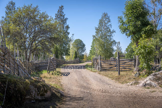 Сельская дорога и деревья — стоковое фото