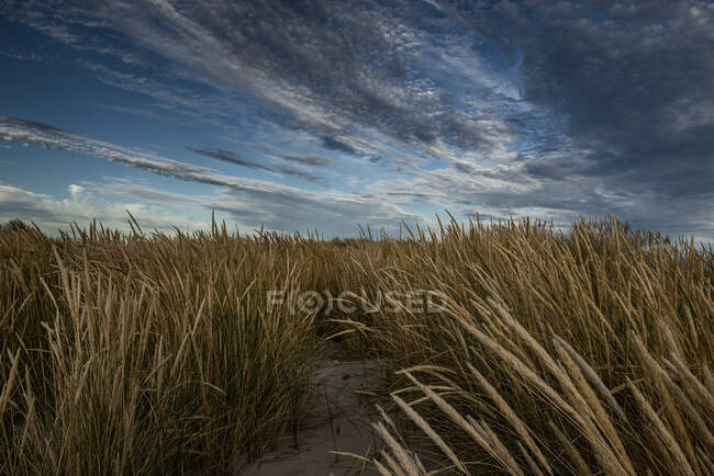 Хмари над травою на піщаних дюнах — стокове фото