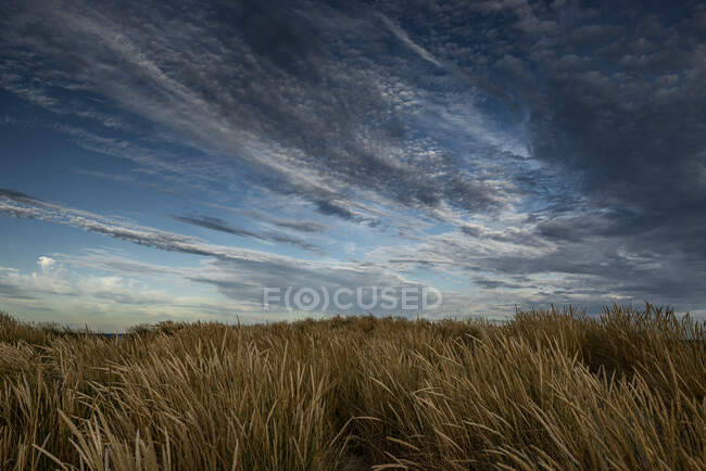 Nubes sobre hierba en dunas de arena - foto de stock