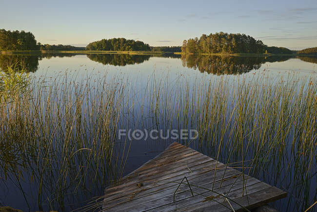 Vista panoramica di Canne nel lago — Foto stock