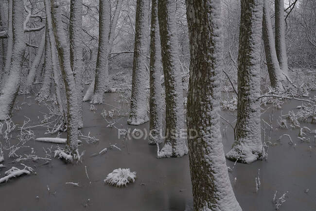 Bagagliaio di betulla nella neve — Foto stock