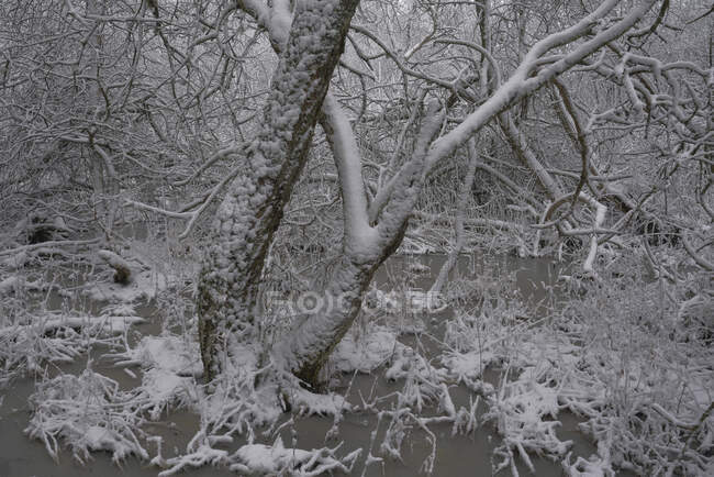 Стовбур берези в снігу — стокове фото