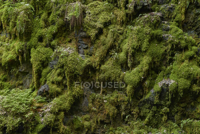 Vista panorámica de Moss en la roca - foto de stock