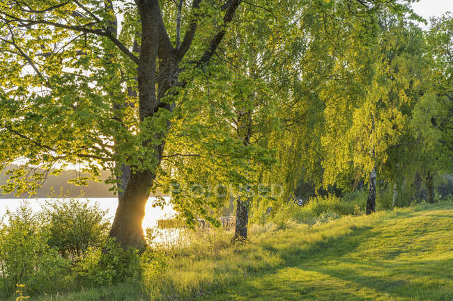 Alberi verdi in riva al lago — Foto stock