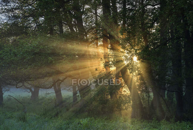 Rayos de sol a través del bosque al atardecer - foto de stock