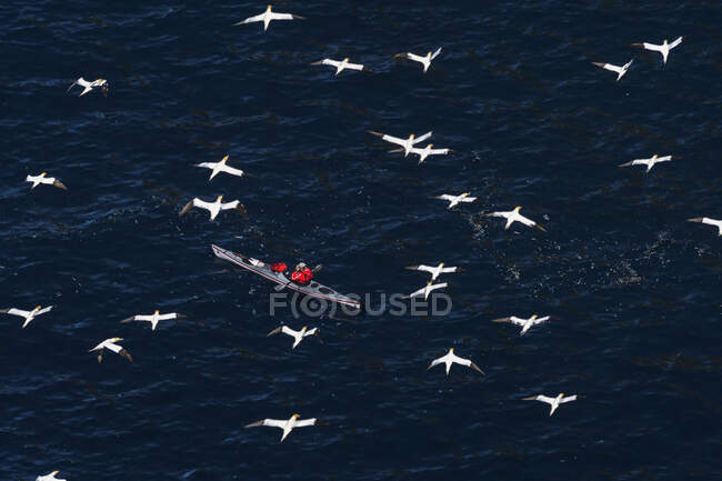 High angle view of seagulls flying over man in kayak — Stock Photo