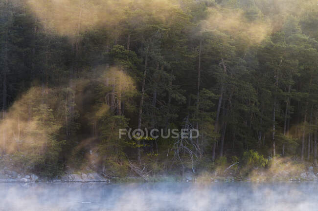 Vista panoramica della foresta sul lago — Foto stock