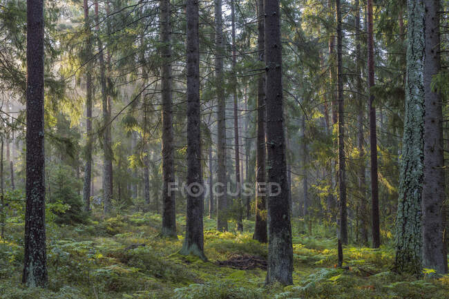 Forêt de pins en Lidingo, Suède — Photo de stock