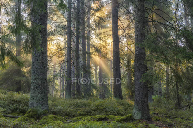 Закат в сосновом лесу в Либо, Швеция — стоковое фото