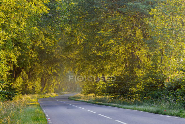 Сельская дорога и лес — стоковое фото