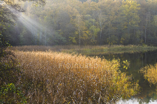 Soleil au-dessus du ruisseau forestier — Photo de stock