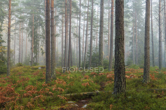 Nebbia nella foresta in autunno — Foto stock