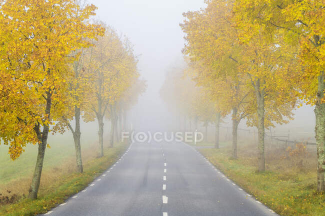 Alberi autunnali e strada rurale nella nebbia — Foto stock