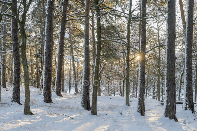 Alberi nella foresta durante l'inverno — Foto stock