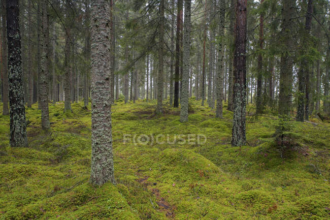 Musgo em floresta no outono — Fotografia de Stock