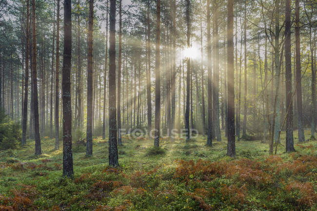 Bellissimo tramonto nella foresta — Foto stock