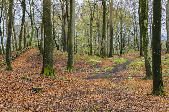 Tree trunks in forest — Stock Photo