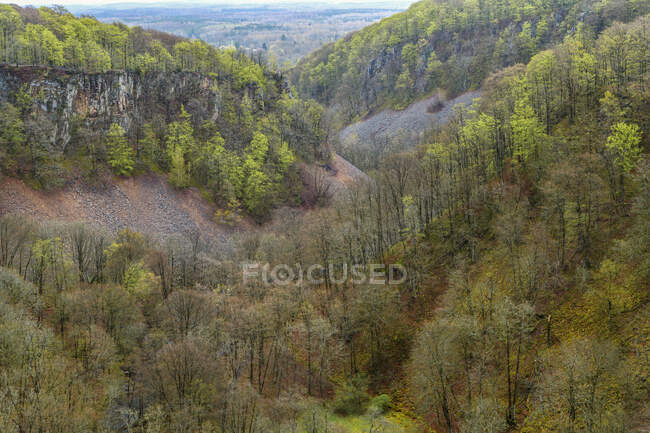 Árvores em vista aérea da floresta — Fotografia de Stock