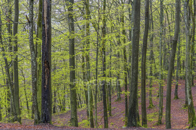 Baumstämme im Wald — Stockfoto