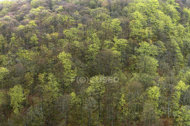 Árboles en vista aérea del bosque - foto de stock