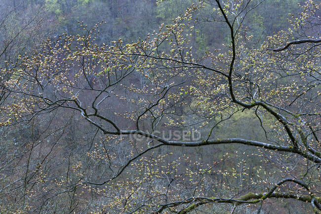 Rama del árbol en el bosque - foto de stock