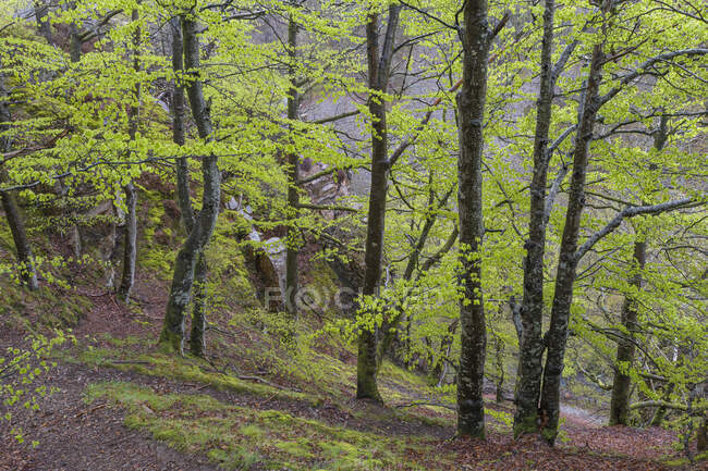 Troncs d'arbres dans la forêt — Photo de stock