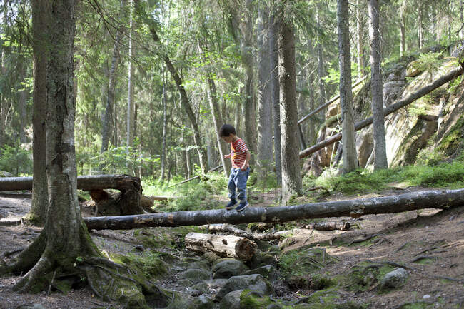 Хлопчик ходить на полеглих деревах у лісі — стокове фото