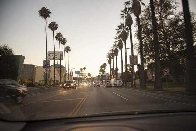 Пальмы над автомобилями, движущимися по дороге — стоковое фото