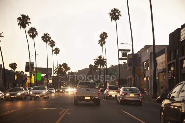 Пальмы над автомобилями, движущимися по дороге — стоковое фото