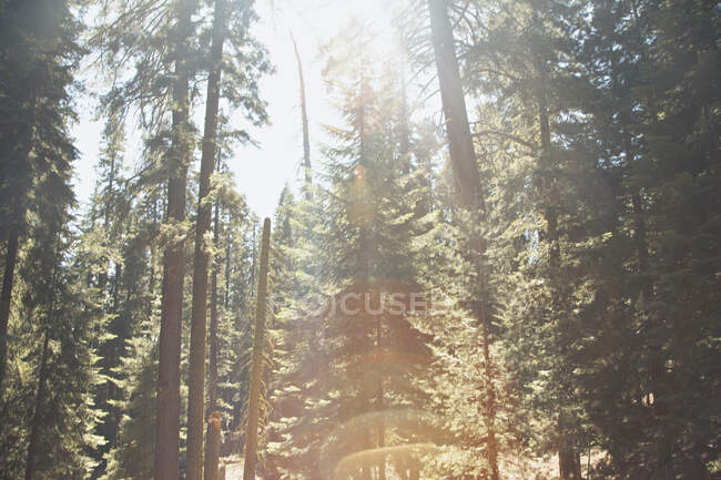 Alberi nella Foresta Nazionale di Sequoia al tramonto — Foto stock