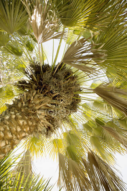 Niedriger Blickwinkel auf Palme — Stockfoto
