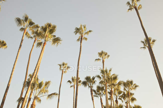 Blick auf Palmen bei klarem Himmel — Stockfoto
