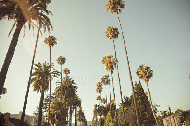 Низький кут зору на пальми під сонячним сяйвом — стокове фото
