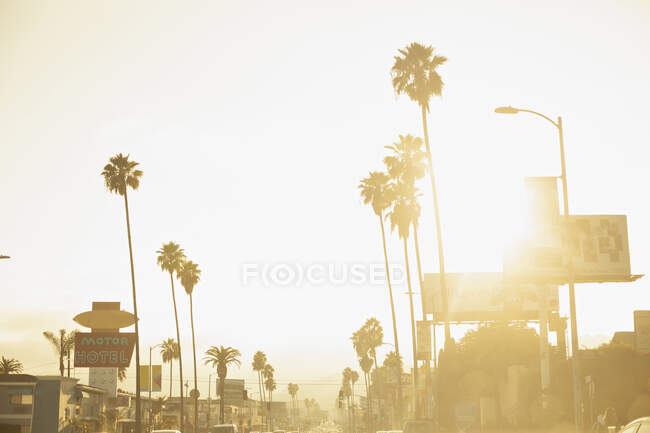 Palmeiras ao pôr do sol na Sunset Boulevard, Califórnia — Fotografia de Stock
