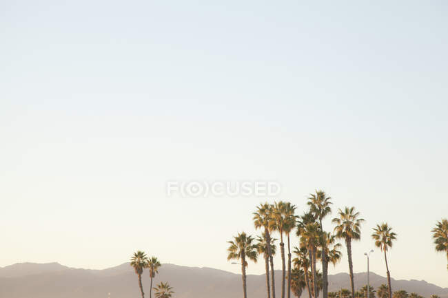 Palm trees and hills at sunset — Stock Photo
