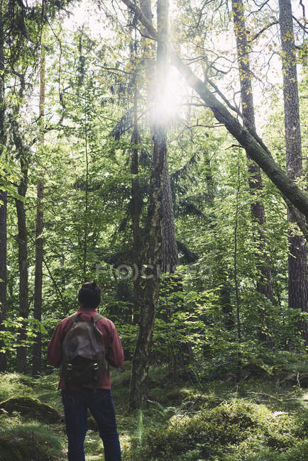 Homem adulto médio caminhadas na floresta — Fotografia de Stock