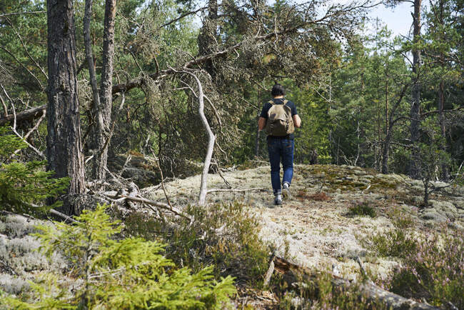 Hombre con mochila senderismo por el bosque - foto de stock