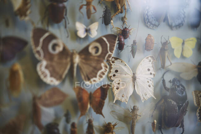 Exposición de mariposas en el Museo de Historia Natural de la Universidad de Oxford - foto de stock