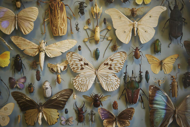 Выставка бабочек в музее естественной истории Оксфордского университета — стоковое фото