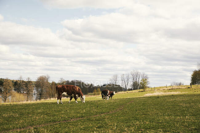 Vacas marrons pastando no campo — Fotografia de Stock