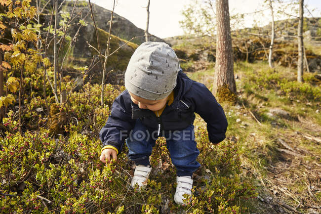 Fille cueillette des baies pendant la randonnée — Photo de stock