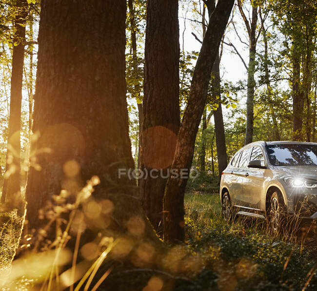 Car by tree during sunset — Stock Photo