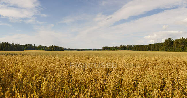 Wolken über Getreidefeld auf Bauernhof — Stockfoto